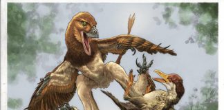 New Four-Winged Dinosaur Discovered in China’s Ancient Bird Fossil Site New Four-Winged Dinosaur Discovered in China’s Ancient Bird Fossil Site