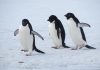 Penguins Share Foraging Secrets to Improve Survival, Study Finds Penguins Share Foraging Secrets to Improve Survival, Study Finds