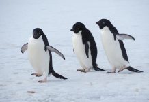 Penguins Share Foraging Secrets to Improve Survival, Study Finds Penguins Share Foraging Secrets to Improve Survival, Study Finds