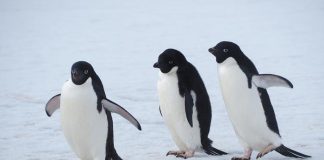 Penguins Share Foraging Secrets to Improve Survival, Study Finds Penguins Share Foraging Secrets to Improve Survival, Study Finds