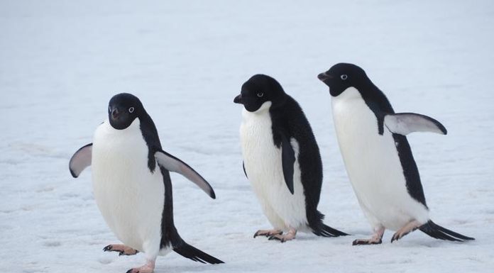 Penguins Share Foraging Secrets to Improve Survival, Study Finds Penguins Share Foraging Secrets to Improve Survival, Study Finds