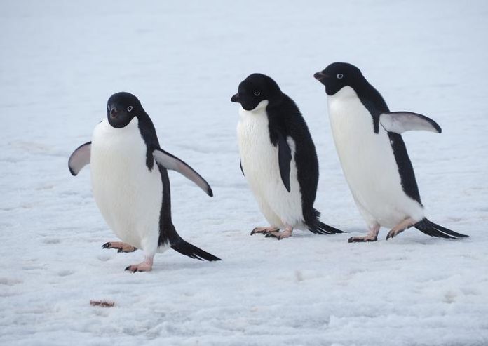 Penguins Share Foraging Secrets to Improve Survival, Study Finds Penguins Share Foraging Secrets to Improve Survival, Study Finds