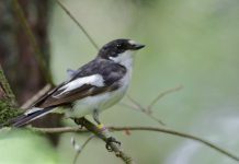 Study Reveals How Migratory Birds Choose Their African Winter Homes Study Reveals How Migratory Birds Choose Their African Winter Homes