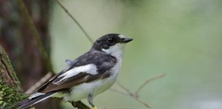 Study Reveals How Migratory Birds Choose Their African Winter Homes Study Reveals How Migratory Birds Choose Their African Winter Homes