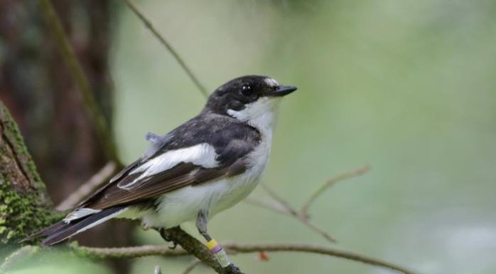 Study Reveals How Migratory Birds Choose Their African Winter Homes Study Reveals How Migratory Birds Choose Their African Winter Homes