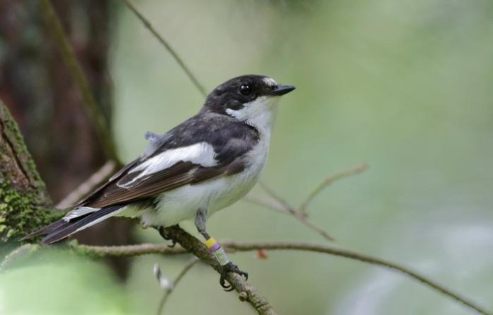Study Reveals How Migratory Birds Choose Their African Winter Homes