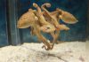 Study Reveals Octopuses Can Use Mirrors to Navigate Their Environment Study Reveals Octopuses Can Use Mirrors to Navigate Their Environment