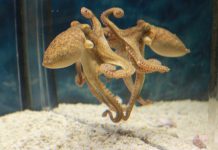 Study Reveals Octopuses Can Use Mirrors to Navigate Their Environment Study Reveals Octopuses Can Use Mirrors to Navigate Their Environment