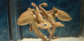 Study Reveals Octopuses Can Use Mirrors to Navigate Their Environment Study Reveals Octopuses Can Use Mirrors to Navigate Their Environment