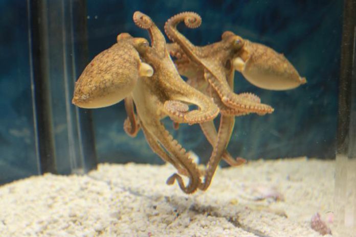 Study Reveals Octopuses Can Use Mirrors to Navigate Their Environment